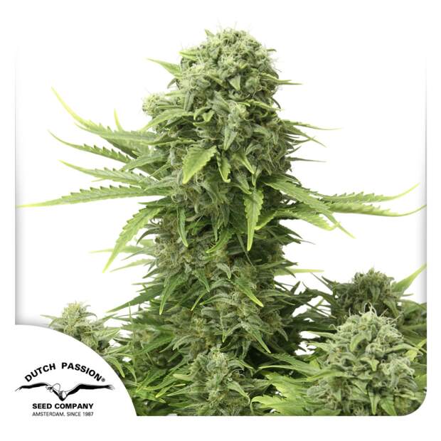 Dutch Passion Starryder Auto 7 Stk feminisiert Abverkauf