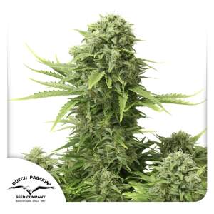 Dutch Passion Starryder Auto 7 Stk feminisiert Abverkauf