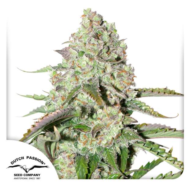Dutch Passion Auto Colorado Cookies 7 Stk feminisiert Abverkauf