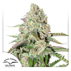 Dutch Passion Auto Colorado Cookies 7 Stk feminisiert...