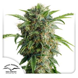 Dutch Passion Auto Daiquiri Lime 7 Stk feminisiert Abverkauf