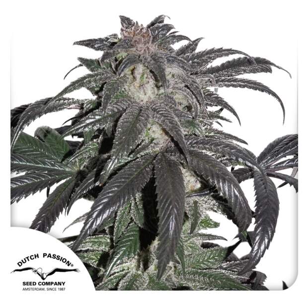 Dutch Passion Bubba Island Kush 5 Stk feminisiert Abverkauf