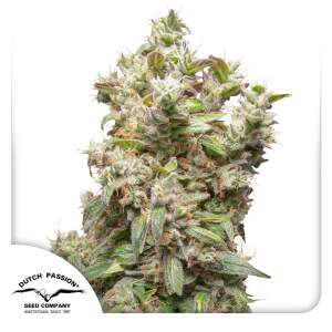 Dutch Passion THC-Victory 5 Stk feminisiert Abverkauf