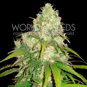 World Of Seeds Afghan Kush X Yumbolt Medical 7 Stk...