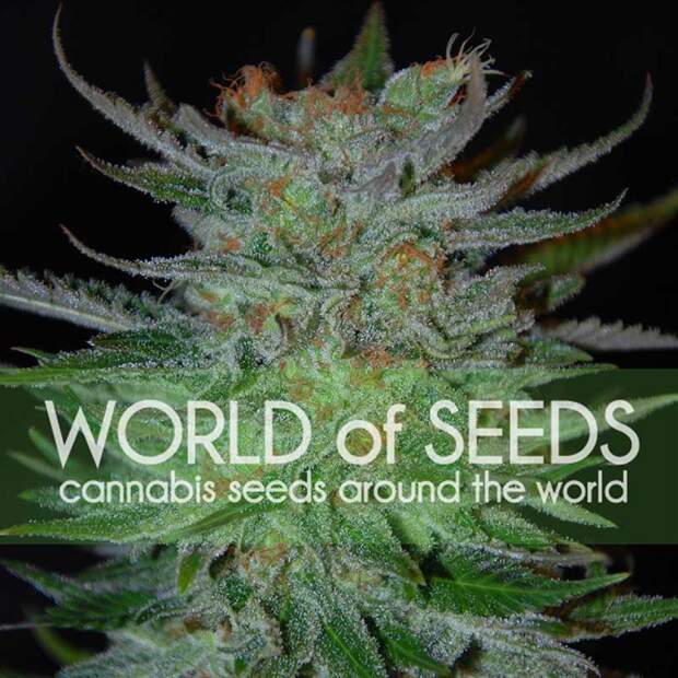World Of Seeds New York 47 (Legend Collection) 7 Stk feminisiert Abverkauf