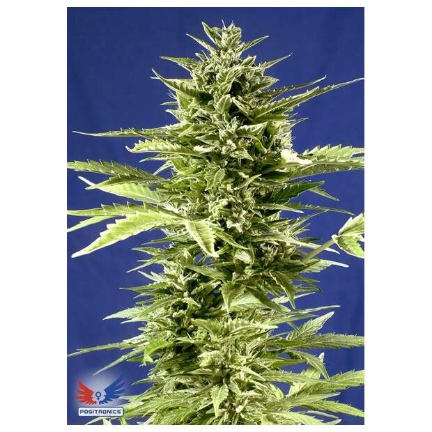 Positronics Jack Diesel 5 Stk feminisiert Abverkauf
