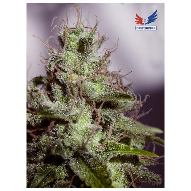 Positronics Supercheese Auto 5 Stk feminisiert Abverkauf