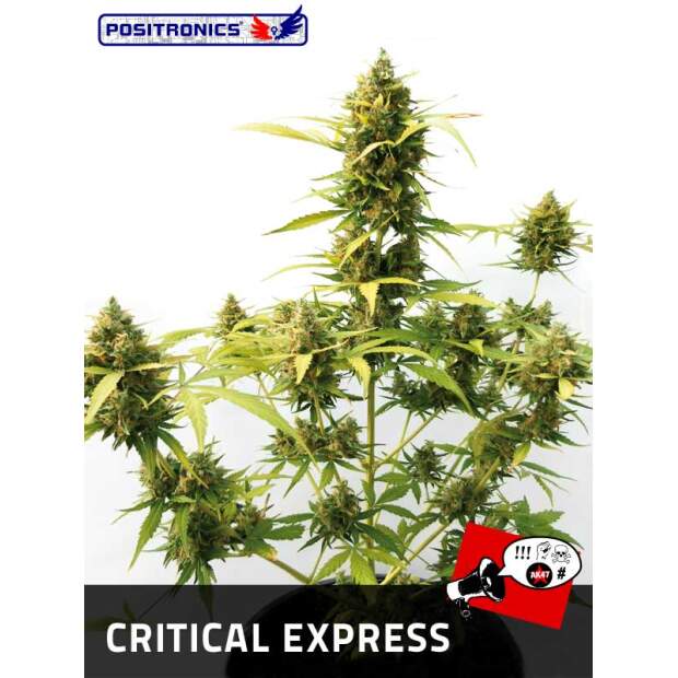 Positronics Critical#47 Auto 5 Stk feminisiert Abverkauf
