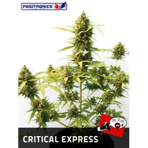 Positronics Critical#47 Auto 5 Stk feminisiert Abverkauf