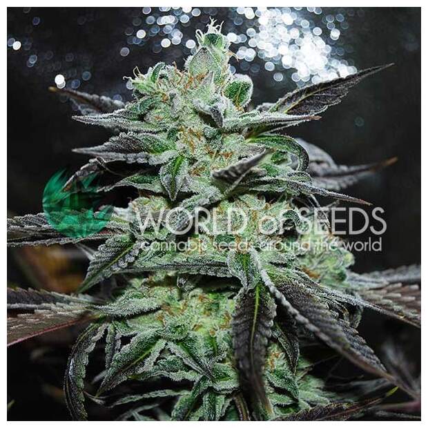 World Of Seeds Strawberry Blue (Legend Collection) 3 Stk feminisiert Abverkauf