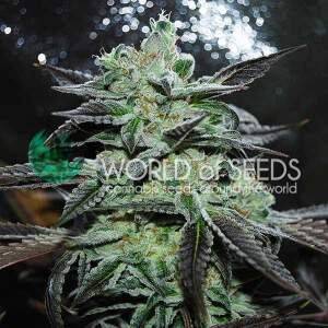 World Of Seeds Strawberry Blue (Legend Collection) 3 Stk...