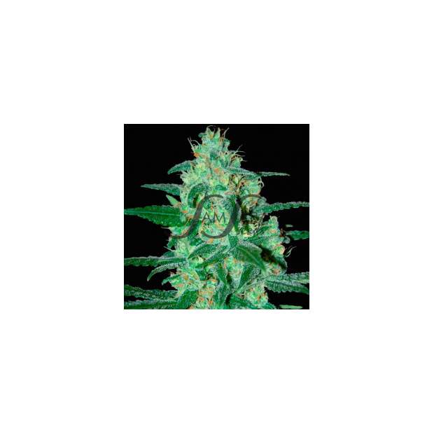 SamSara Thunder Bloody Mary Auto 10 Stk feminisiert Abverkauf
