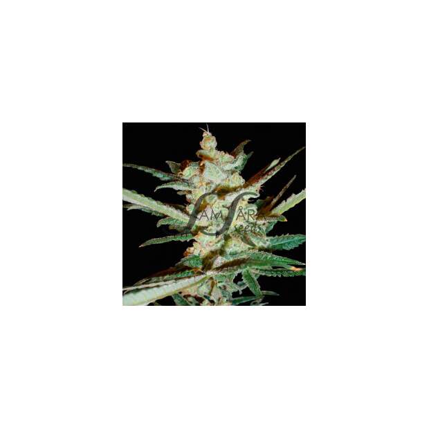 SamSara Supersonic Cristal Storm Auto 5 Stk feminisiert Abverkauf