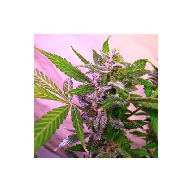 Nirvana Blue Mystic 5 Stk feminisiert Abverkauf