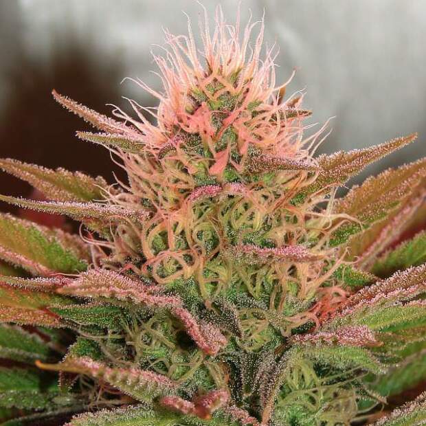 Nirvana Bubblelicious 5 Stk feminisiert Abverkauf