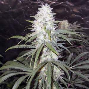 Nirvana Sterling Haze 5 Stk feminisiert Abverkauf