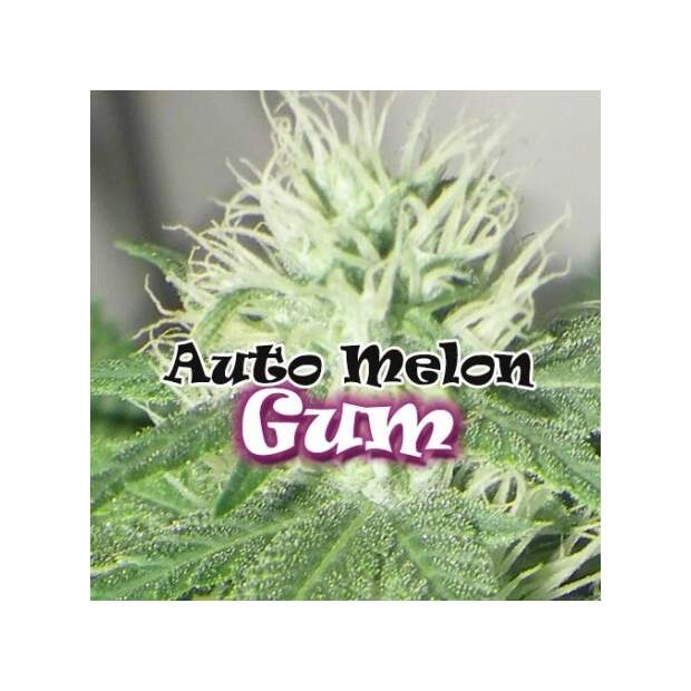 Dr. Underground Auto Melon Gum 2 Stk feminisiert Abverkauf