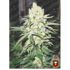 Medical Seeds No Name 10 Stk feminisiert Abverkauf