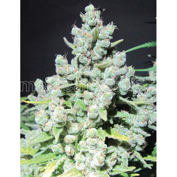 Medical Seeds Malakoff 5 Stk feminisiert Abverkauf