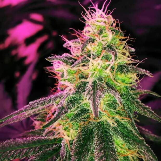 Nirvana Blackjack 5 Stk feminisiert Abverkauf