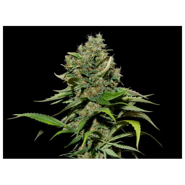 Eva Seeds Excalibur 6 Stk feminisiert Abverkauf