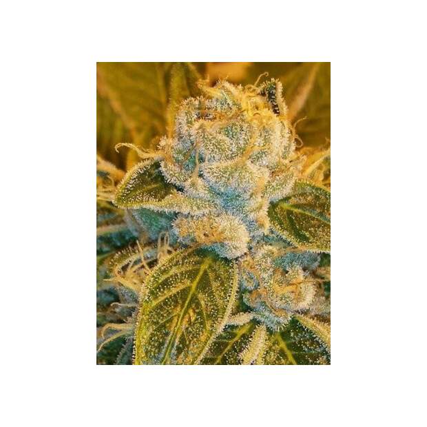 Ripper Seeds Sour Ripper 5 Stk feminisiert Abverkauf