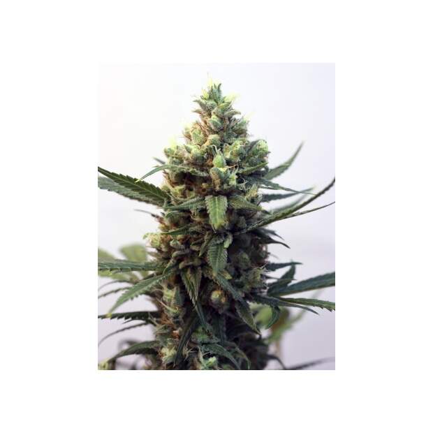 Ripper Seeds Toxic 5 Stk feminisiert Abverkauf