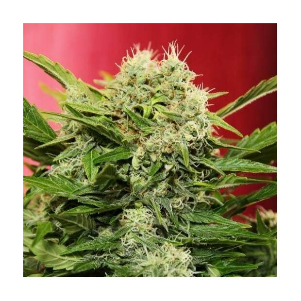 Doctors Choice Chronic Ryder 5 Stk feminisiert Abverkauf
