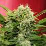 Doctors Choice Chronic Ryder 5 Stk feminisiert Abverkauf
