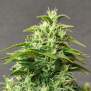 Doctors Choice Chronic Ryder 5 Stk feminisiert Abverkauf