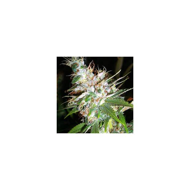 DNA Genetics LA Woman 6 Stk feminisiert Abverkauf