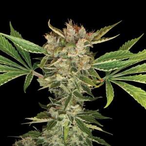 DNA Genectis Martian Kush 6 Stk feminisiert Abverkauf