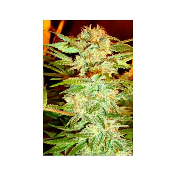 DNA Genetics Stacked Kush 6 Stk feminisiert Abverkauf