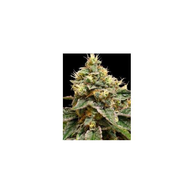 DNA Genetics OG LA Affie 6 Stk feminisiert Abverkauf