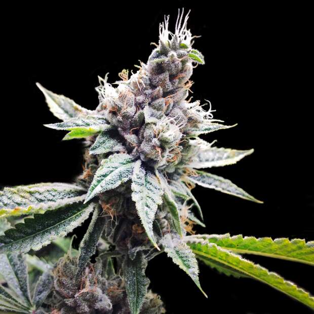 DNA Genetics Florida OG 6 Stk feminisiert Abverkauf