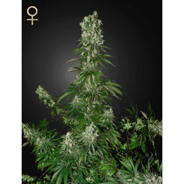 Strain Hunters White Strawberry Skunk 5 Stk feminisiert Abverkauf