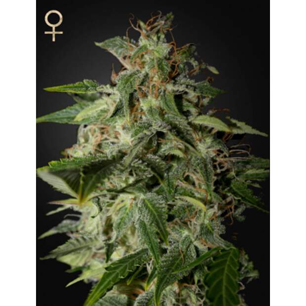Strain Hunters Afgooey 3 Stk feminisiert Abverkauf
