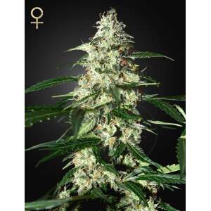 Strain Hunters Skunk Auto 3 Stk feminisiert Abverkauf