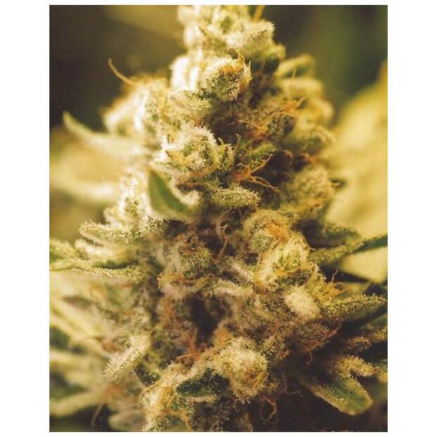 Female Seeds Lemon Kush 10 Stk feminisiert Abverkauf