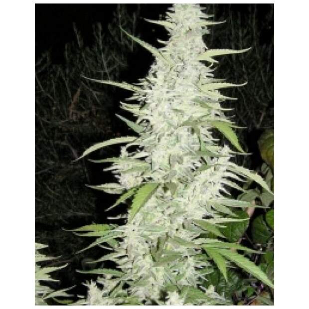 Female Seeds Maroc 10 Stk feminisiert Abverkauf