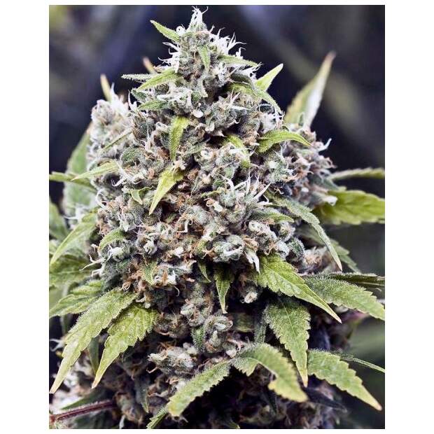 Female Seeds Pure AK 4 Stk feminisiert Abverkauf