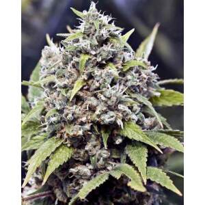 Female Seeds Pure AK 4 Stk feminisiert Abverkauf