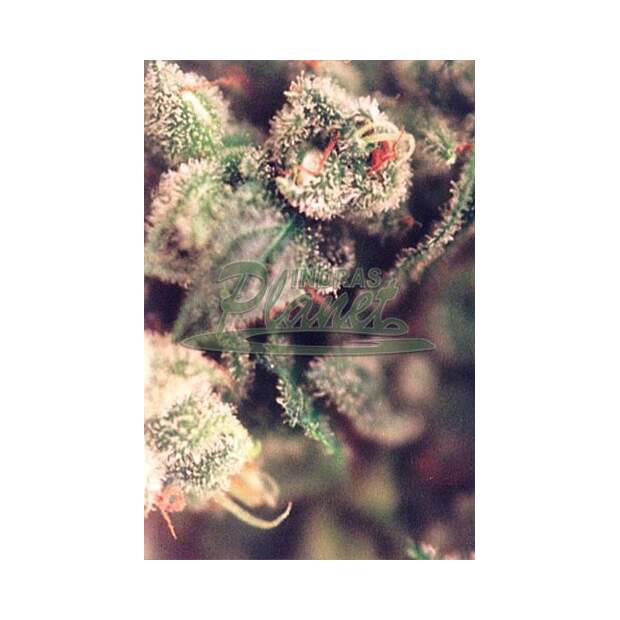 Female Seeds X-Line Sweet Soul 5 Stk feminisiert Abverkauf