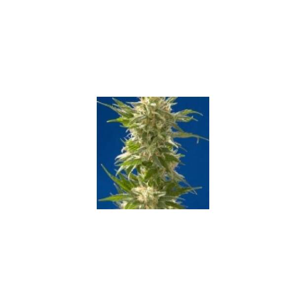 Spliff Seeds AK 5 Stk feminisiert Abverkauf