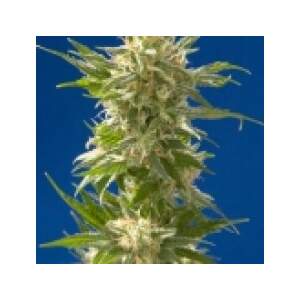 Spliff Seeds AK 5 Stk feminisiert Abverkauf