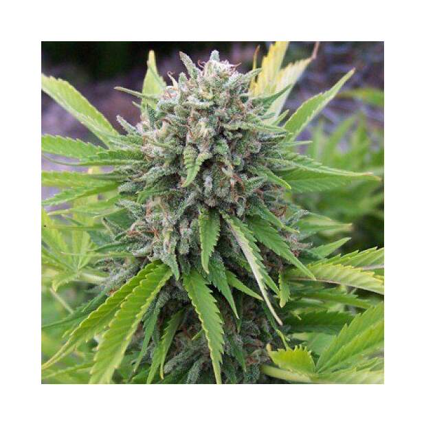 Spliff Seeds Bubblegun 5 Stk feminisiert Abverkauf