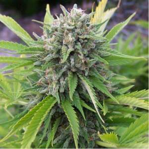 Spliff Seeds Bubblegun 5 Stk feminisiert Abverkauf