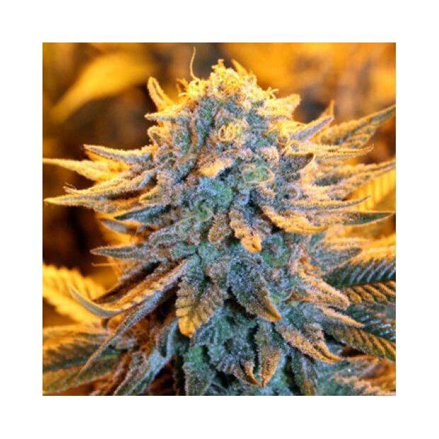 Spliff Seeds Dutch Auto 5 Stk feminisiert Abverkauf