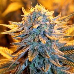 Spliff Seeds Dutch Auto 5 Stk feminisiert Abverkauf