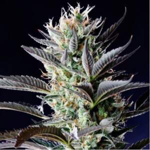 Spliff Seeds Dutch Blue Auto 5 Stk feminisiert Abverkauf